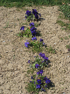 pansy mulched